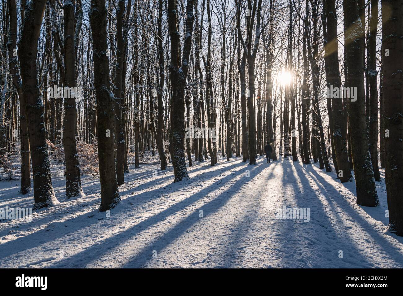 Winter in Pollok Country Park, Glasgow, Scotland, with the sun shining through the trees in local woodlands. Stock Photo