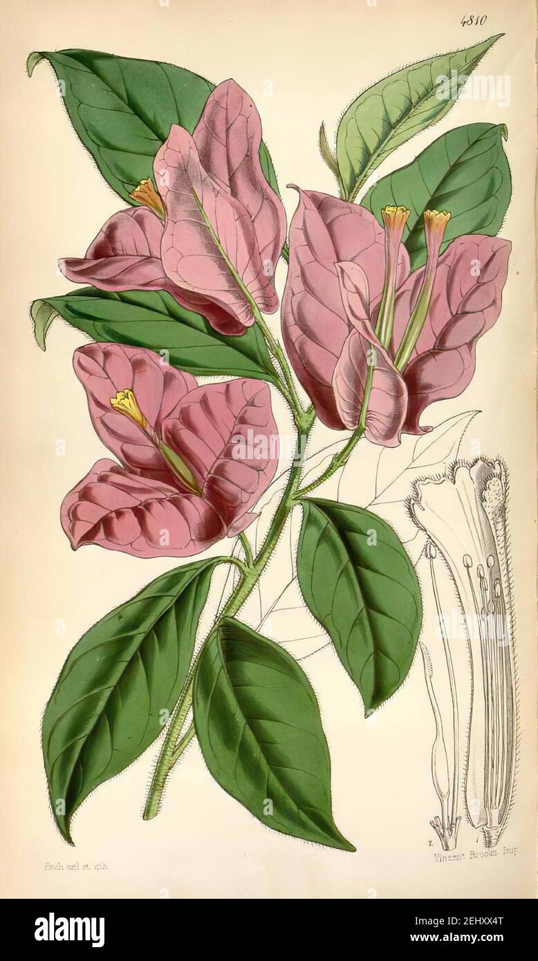 Buganvilla (Bougainvillea spectabilis).Curtis, W., 1854. Curtis's ...