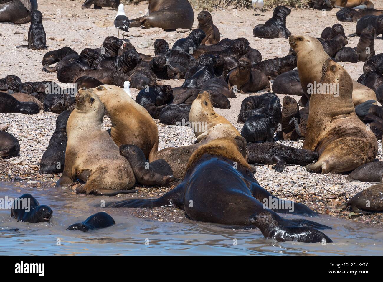 sea lion colony in patagonia austral marine reserve, argentina Stock Photo