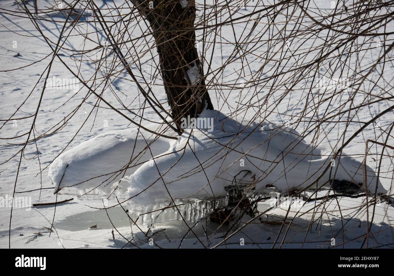 A tree with roots hanging in winter Stock Photo - Alamy