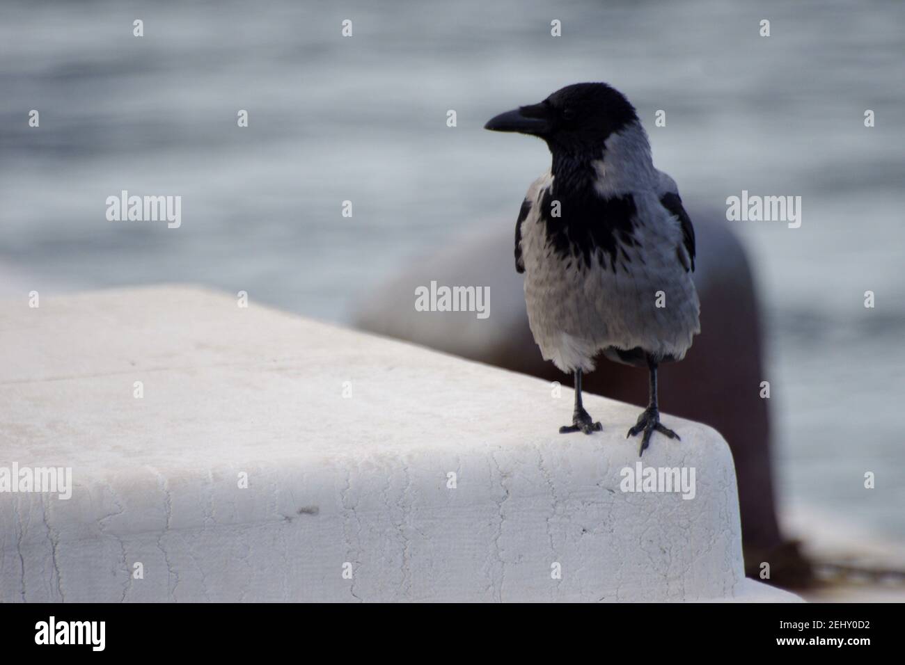 crow on the sea Stock Photo