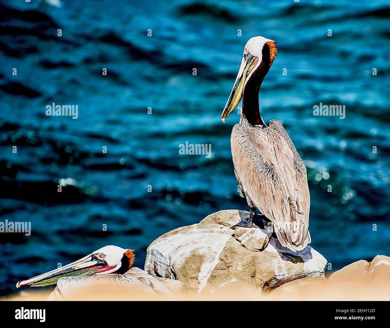 Pelican bird on the rocks by the sea Stock Photo - Alamy