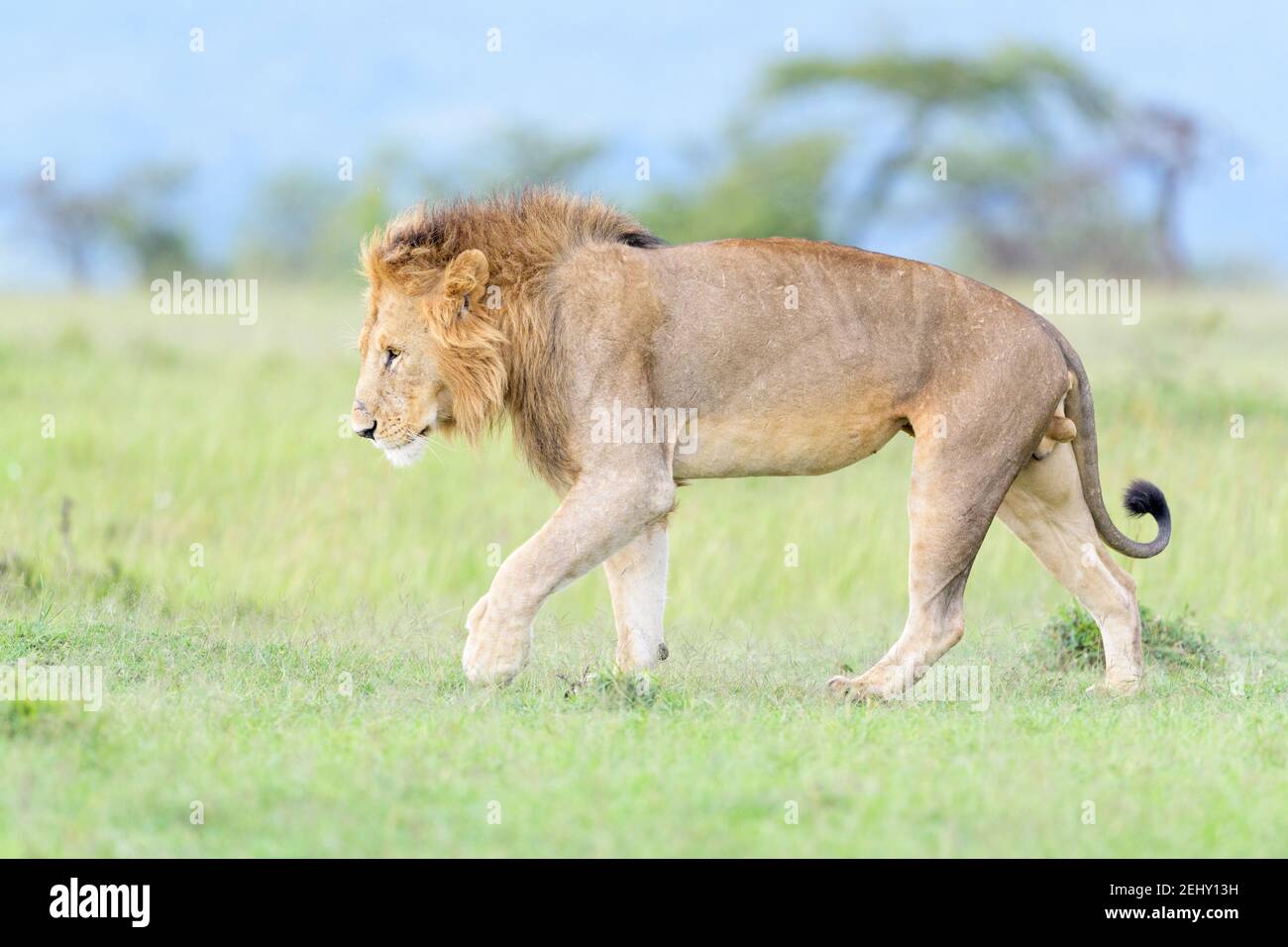 Powerfull lion hi-res stock photography and images - Alamy