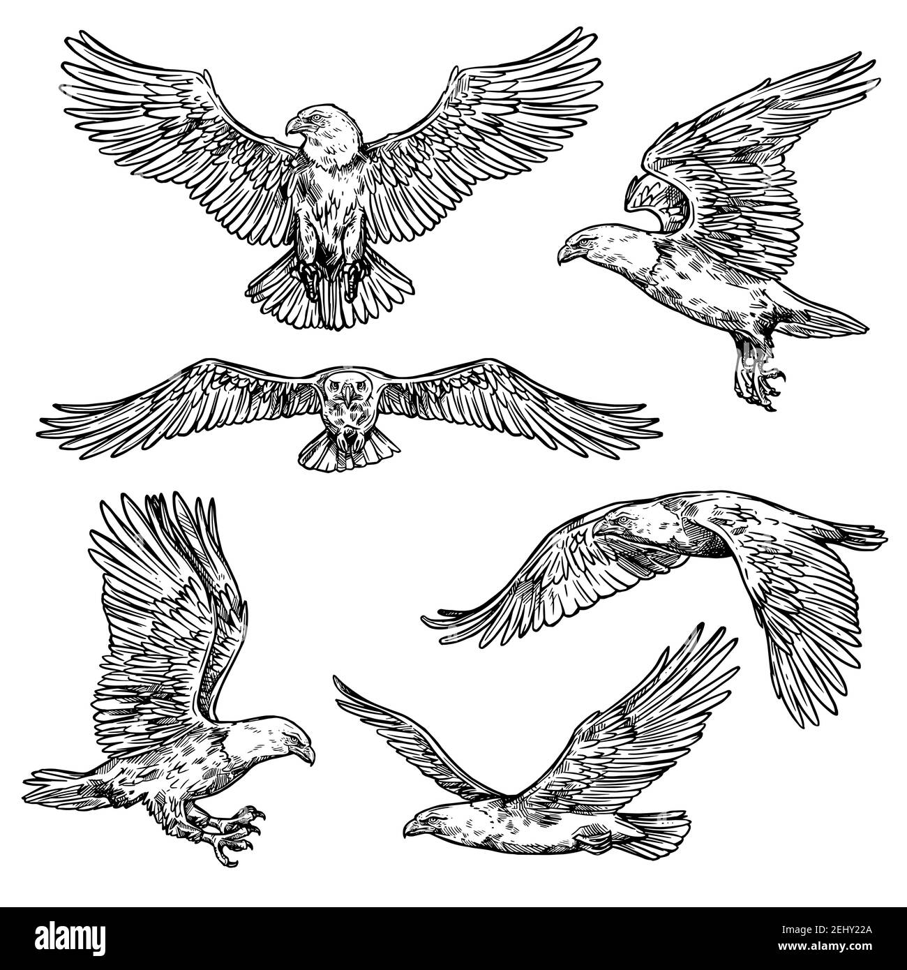 Eagle flight sketches, bird with spread wings and sharp claws with beak