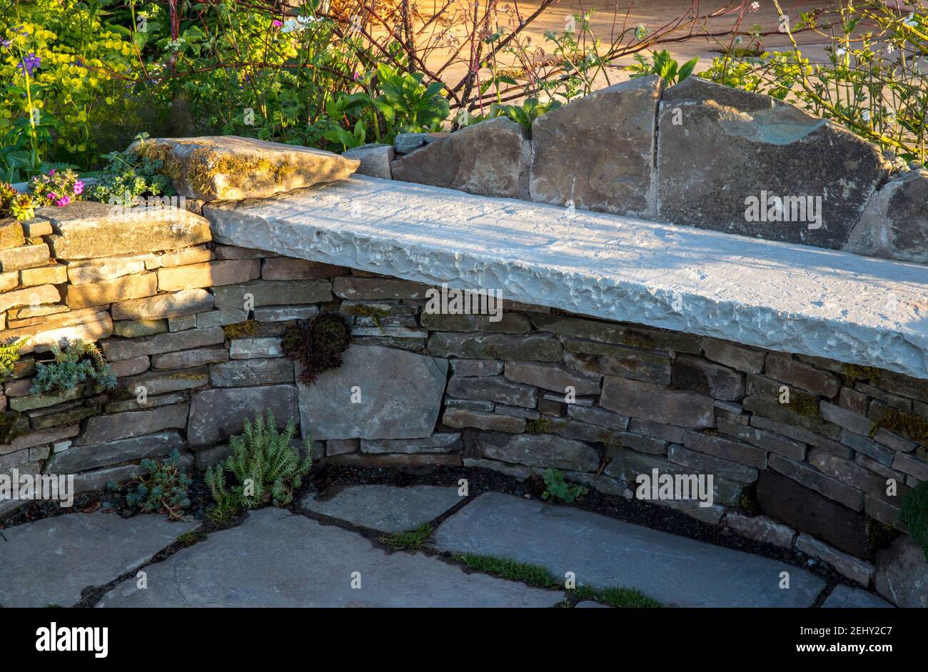Country English garden with a dry stone wall with succulents and sempervivums plants and a rustic stone garden bench England UK GB Stock Photo
