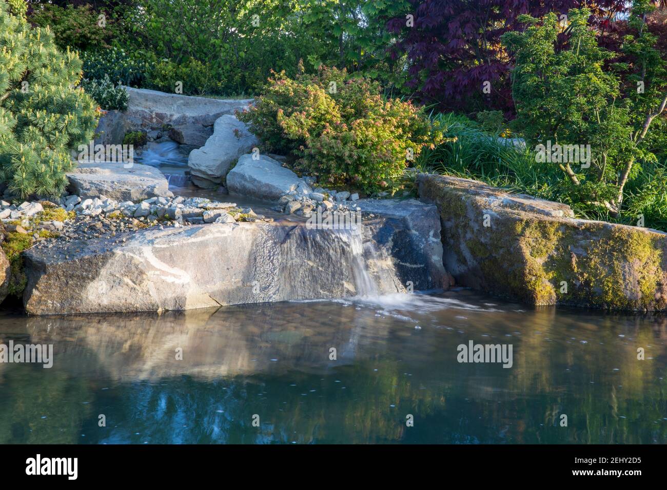 A waterfall cascading over large stone boulders in to a water feature garden pond lake with Pinus sylvestris and Acer palmatum trees England UK Stock Photo