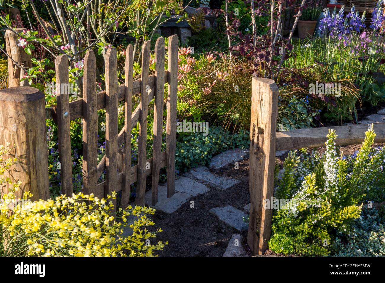 A rustic post and rail wooden fence posts with wooden picket garden fence gate in cottage garden mixed planting of Cytisus scoparius - Commom broom UK Stock Photo