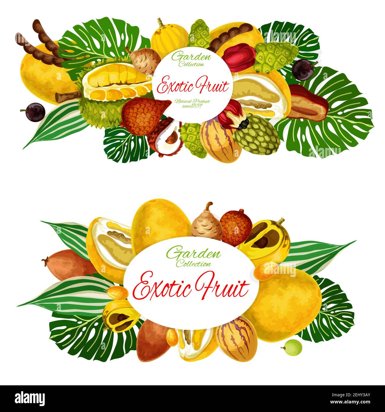 Exotic tropic vector fruits tamarind, jackfruit or pomelo and quince pear.  Tropical fruit agriculture and farm market morinda, ackee or champakka appl  Stock Vector Image & Art - Alamy