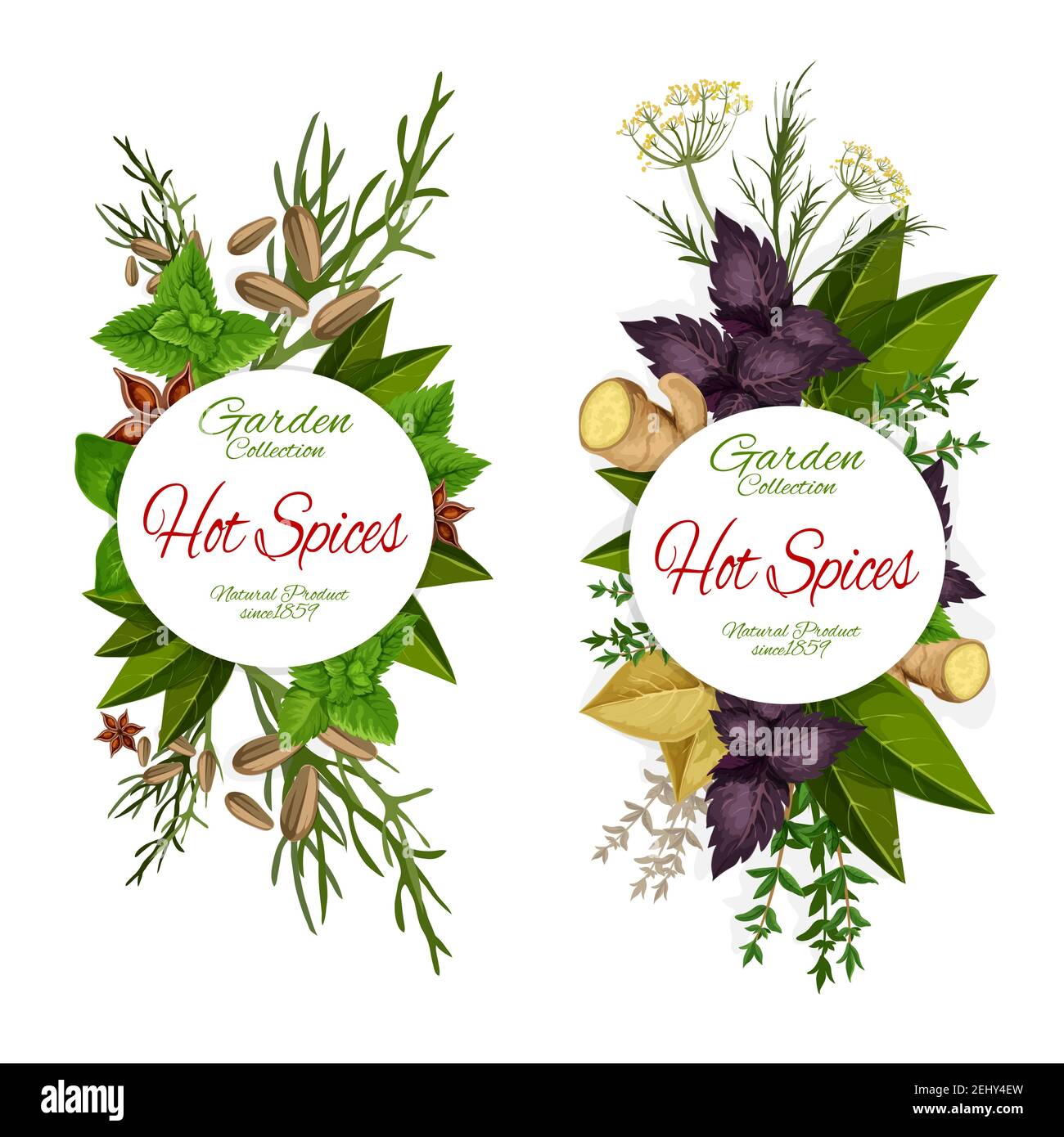 Herbs and spices, seasonings icons, grocery store. Cardamom and ginger, parsley and dill, basil and melissa, sage and anise. Vector natural condiments Stock Vector