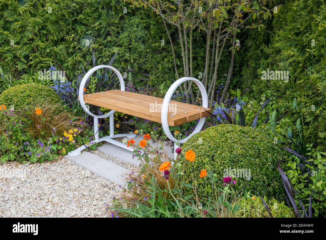 Contemporary wooden garden bench with a gravel path next to a border with box balls - Buxus sempervirens topiary England GB UK Spring Stock Photo