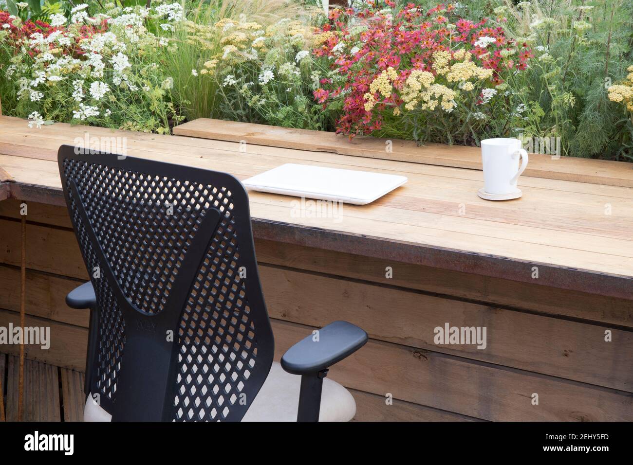 Working from home garden office work station with wooden office desk laptop computer mug of coffee office chair - borders of Achillea millefolium UK Stock Photo