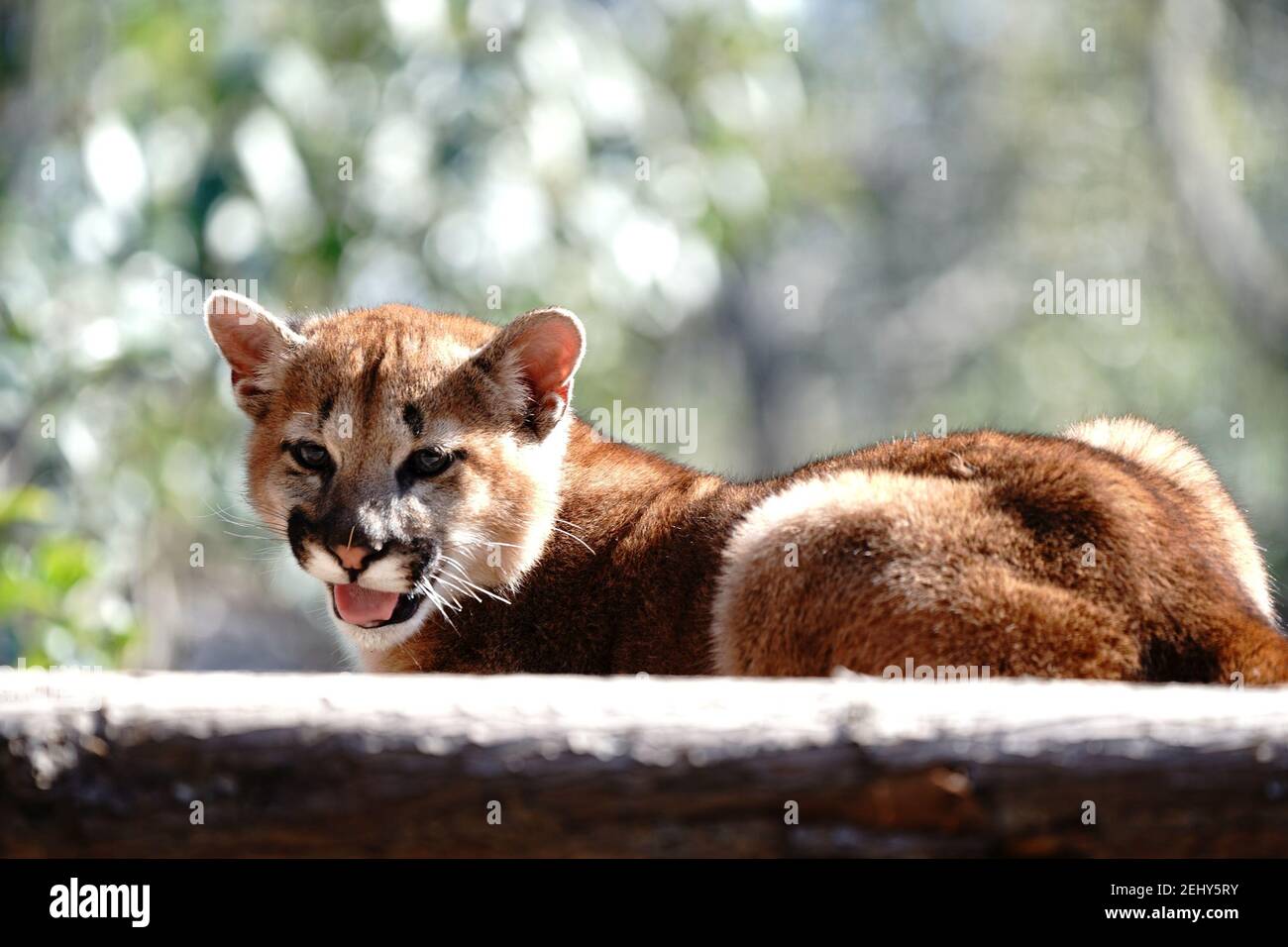 Cubs zoo puma hi-res stock photography and images - Alamy