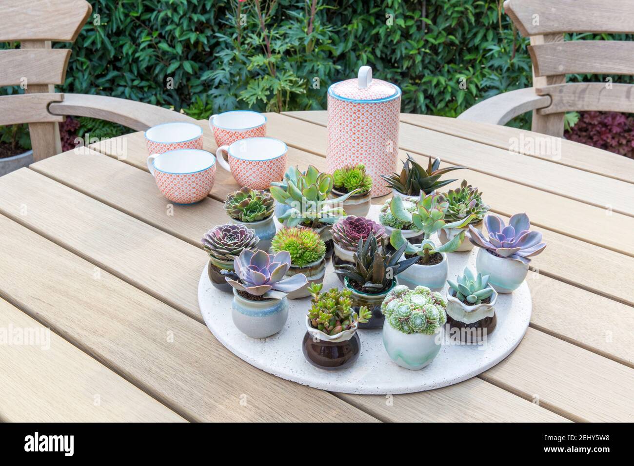 Outdoor dining area with hardwood garden furniture table with a display of succulents plants in miniature ceramic pots in garden England UK GB Stock Photo