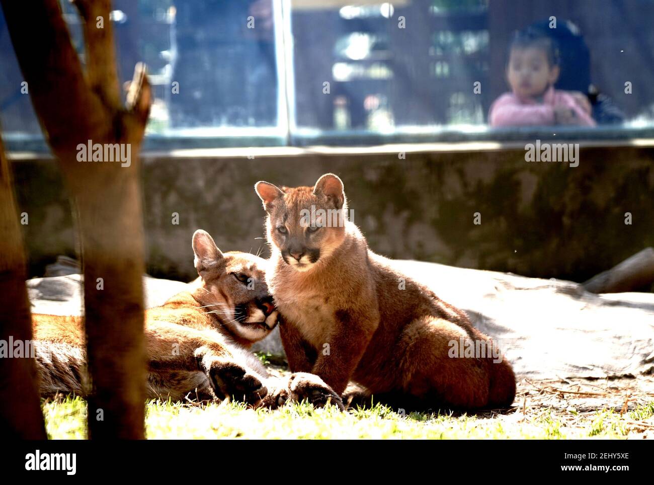 Puma in the zoo hi-res stock photography and images - Page 5 - Alamy