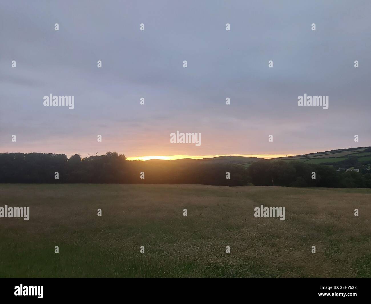 Exmoor sheep hi-res stock photography and images - Alamy