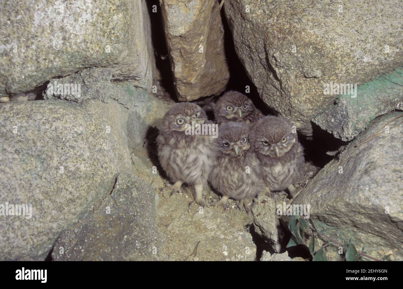 Little Owl (Athene noctua) Four owlets at the entrance of the nest Stock Photo