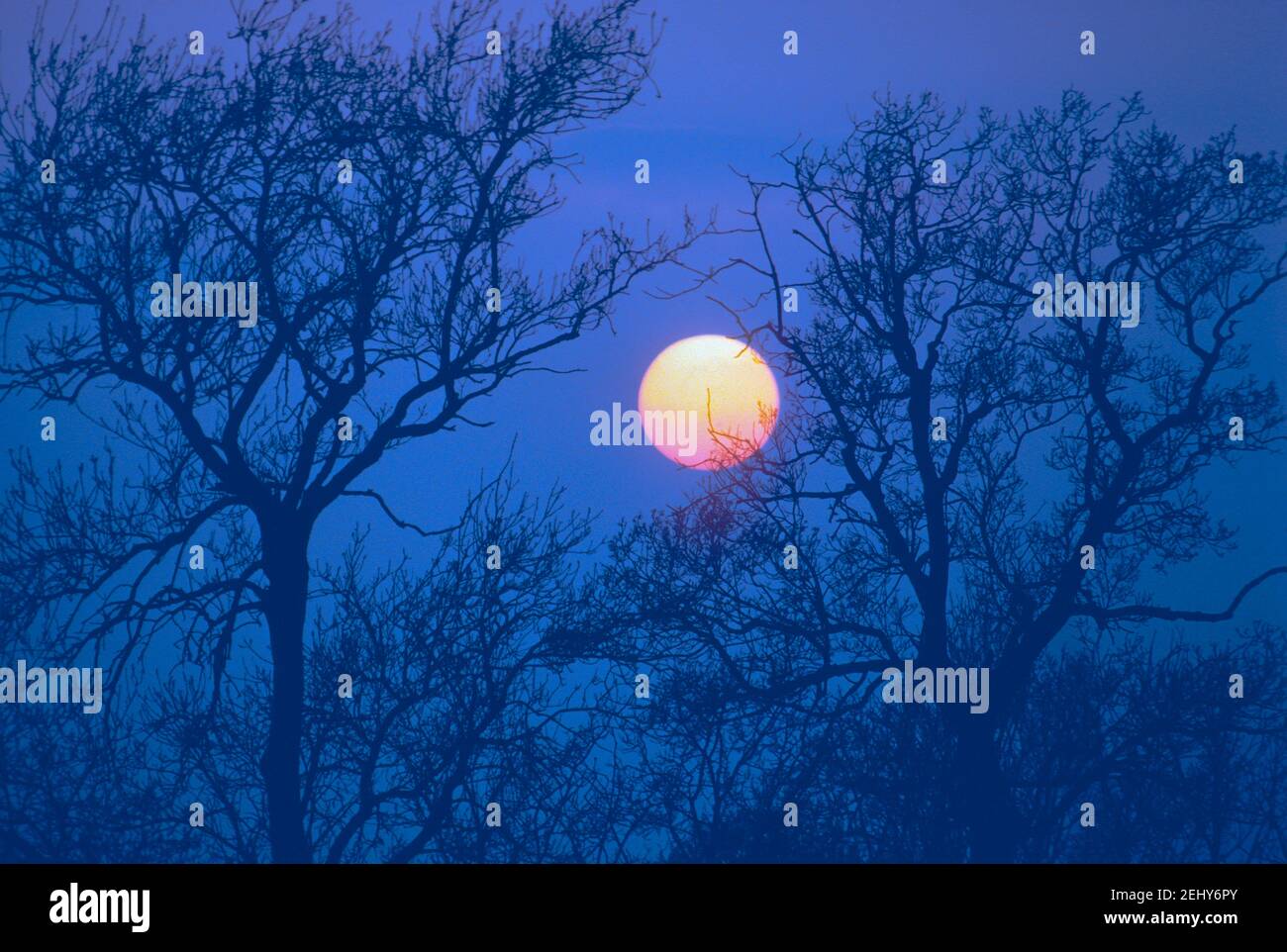 Sunset and trees in Winter Stock Photo