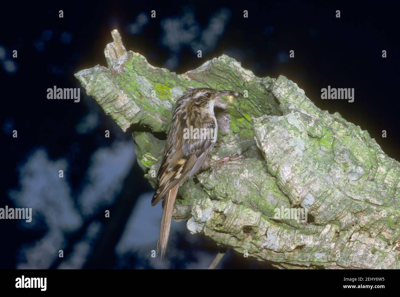 Short-toed Tree Creeper, Certhia brachydactyla . Entering at nest with food on beak Stock Photo