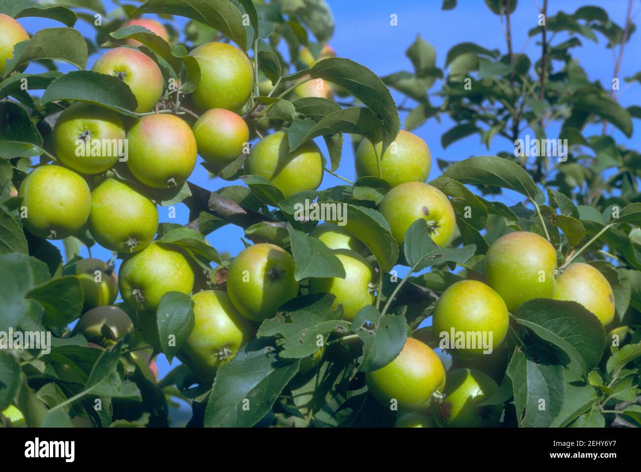 Apples in an apple tree (Malus domestica) Stock Photo