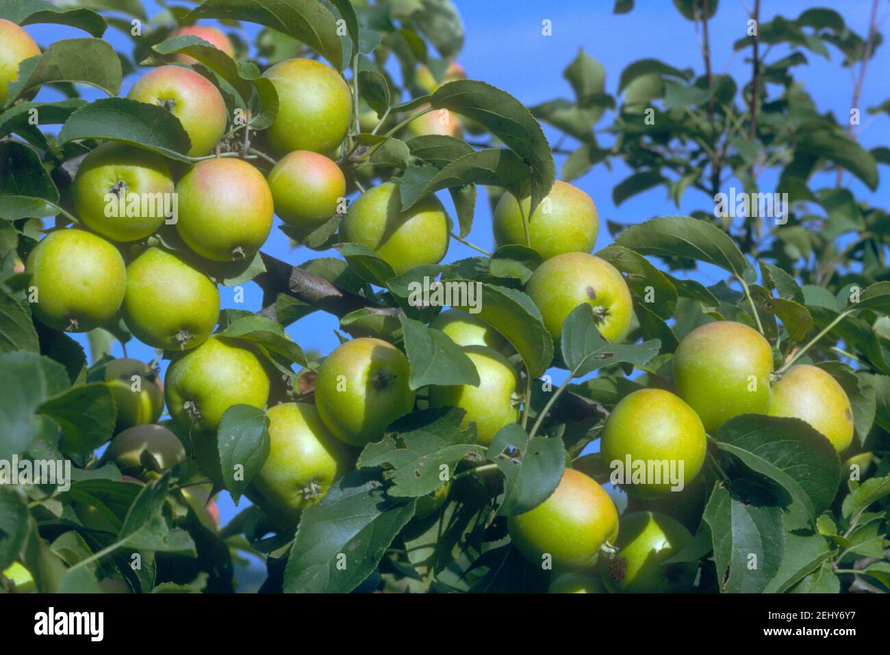 Apples on apple tree (Prunus malus) Stock Photo