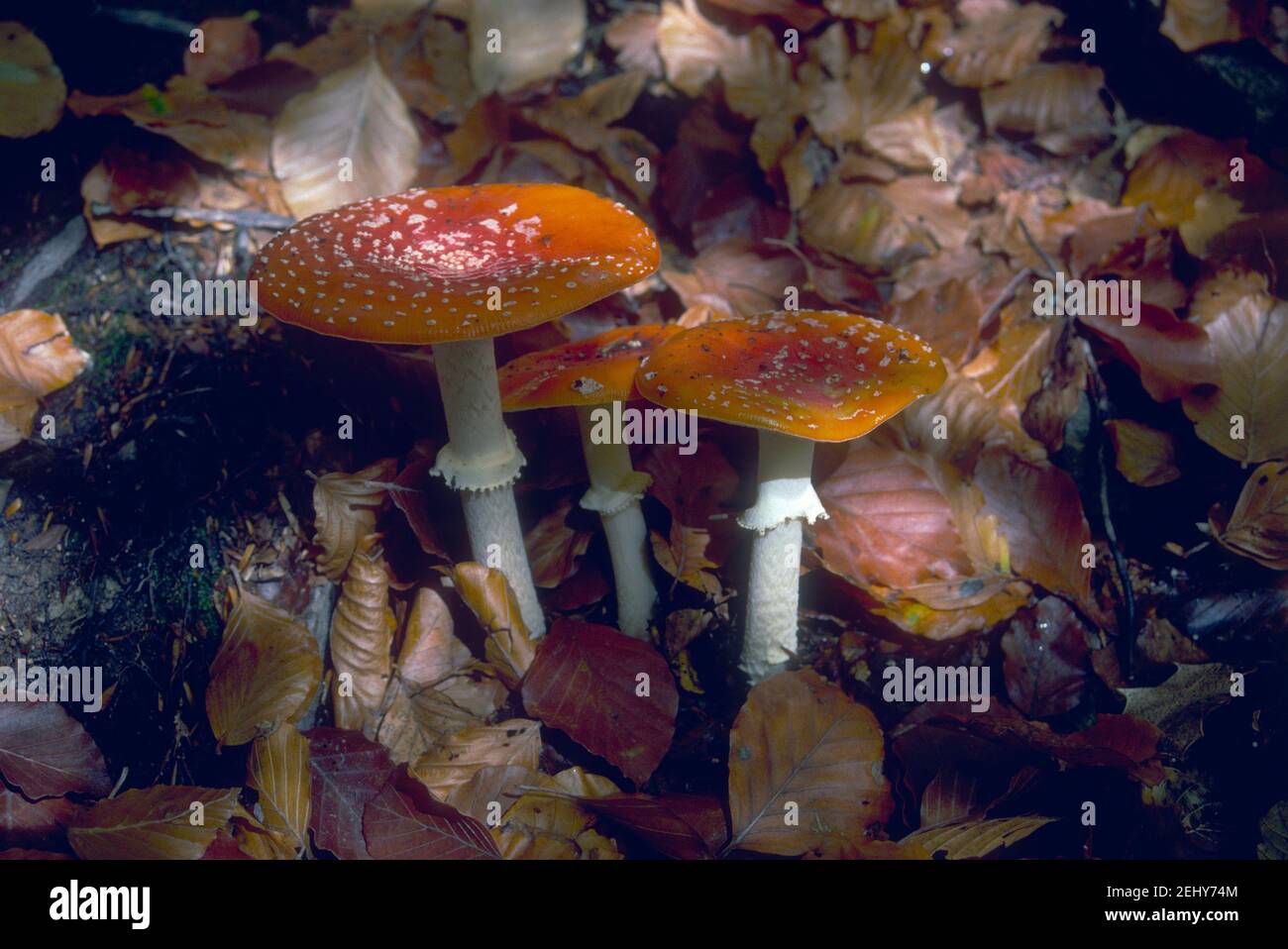 Fly Agaric Mushroom, Amanita muscaria. Three fruiting bodies Stock Photo