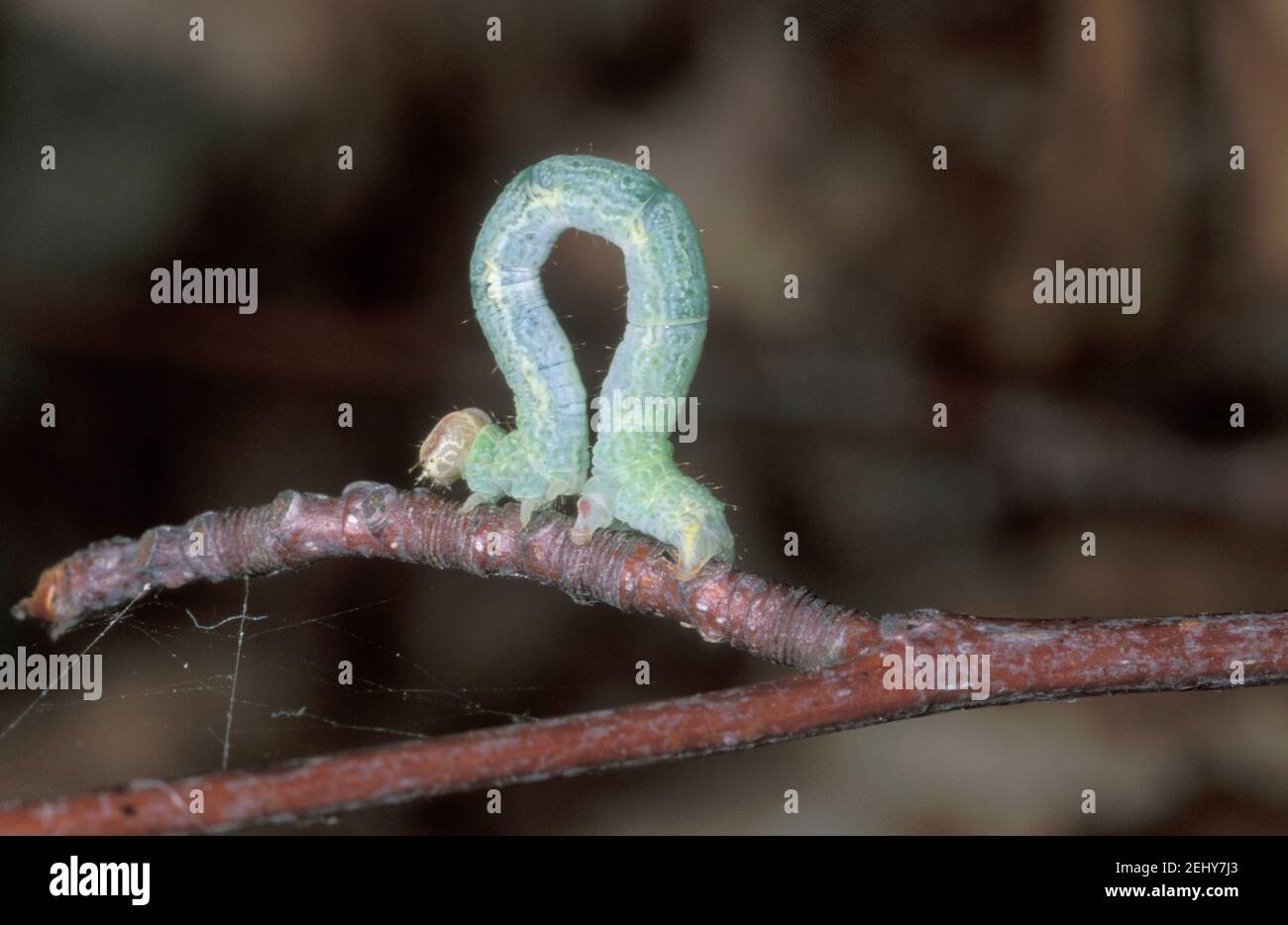 Looper Caterpillar, Family Geometridae. On stem Stock Photo