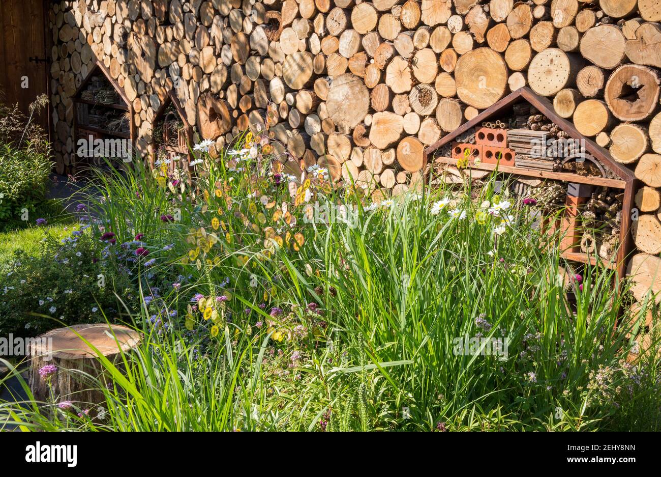 wildlife and child friendly garden with a wall made from logs a habitat for insects hotels and wildflower borders - Leucanthemum x superbum Snowcap UK Stock Photo