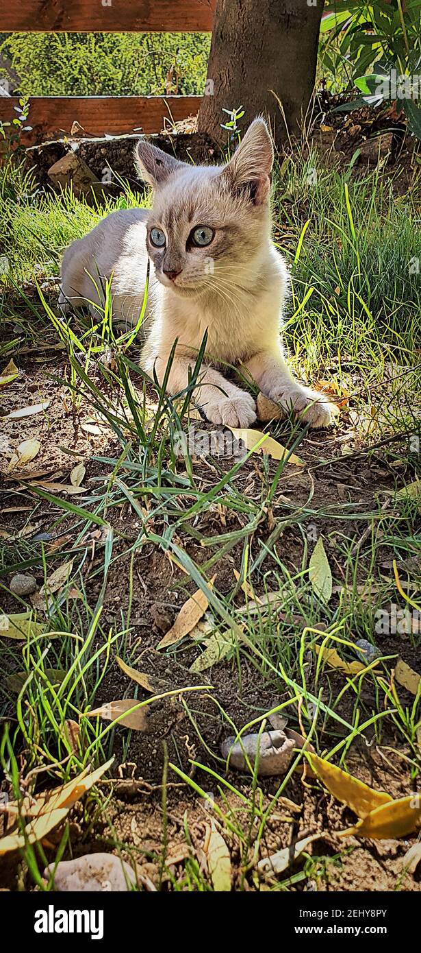 Beautiful white cat with blue eyes relaxing in the garden Stock Photo ...