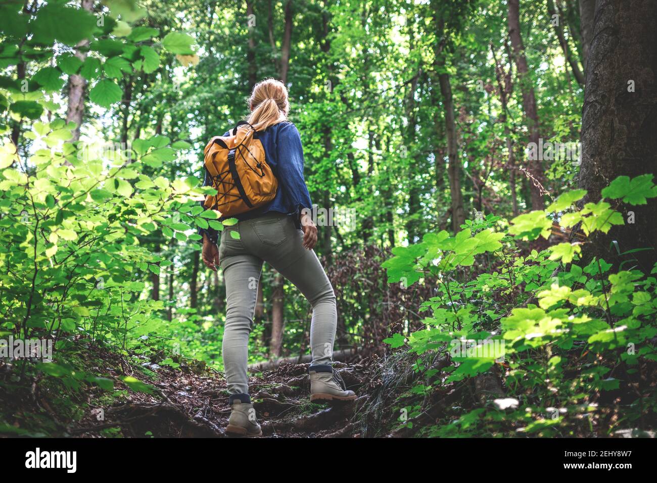 Hiking woman in forest alone. Adventure in nature. Female tourist with