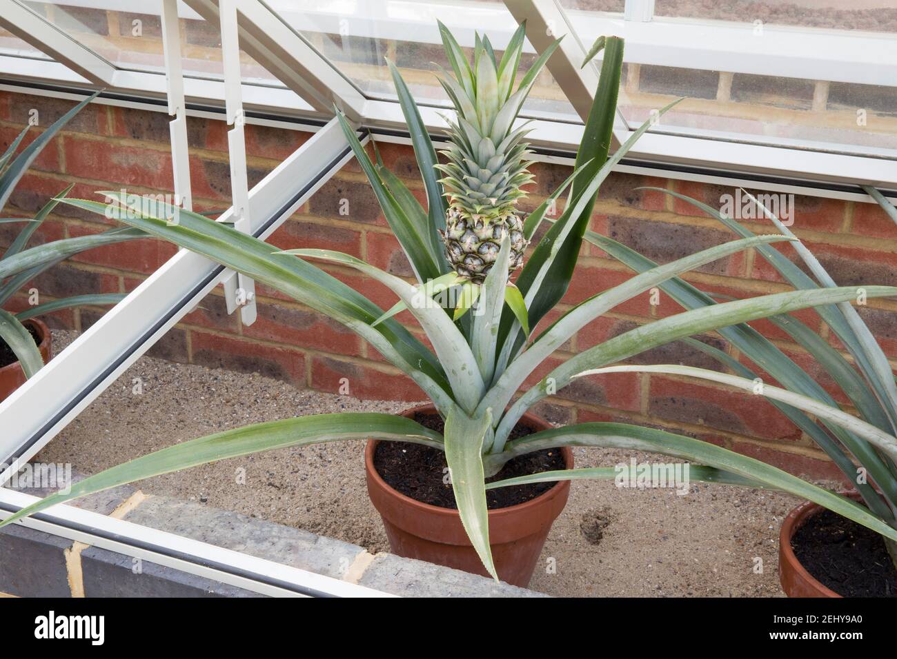 Pineapple fruit growing in a cold frame part of a greenhouse in summer UK GB England Stock Photo