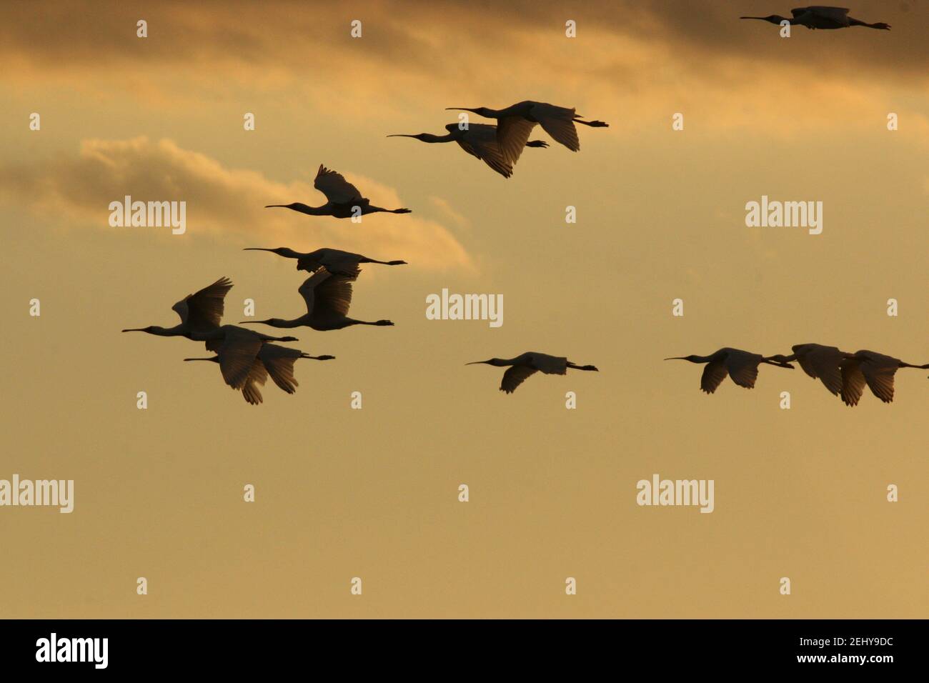 Birds flying in the sunset hi-res stock photography and images - Alamy