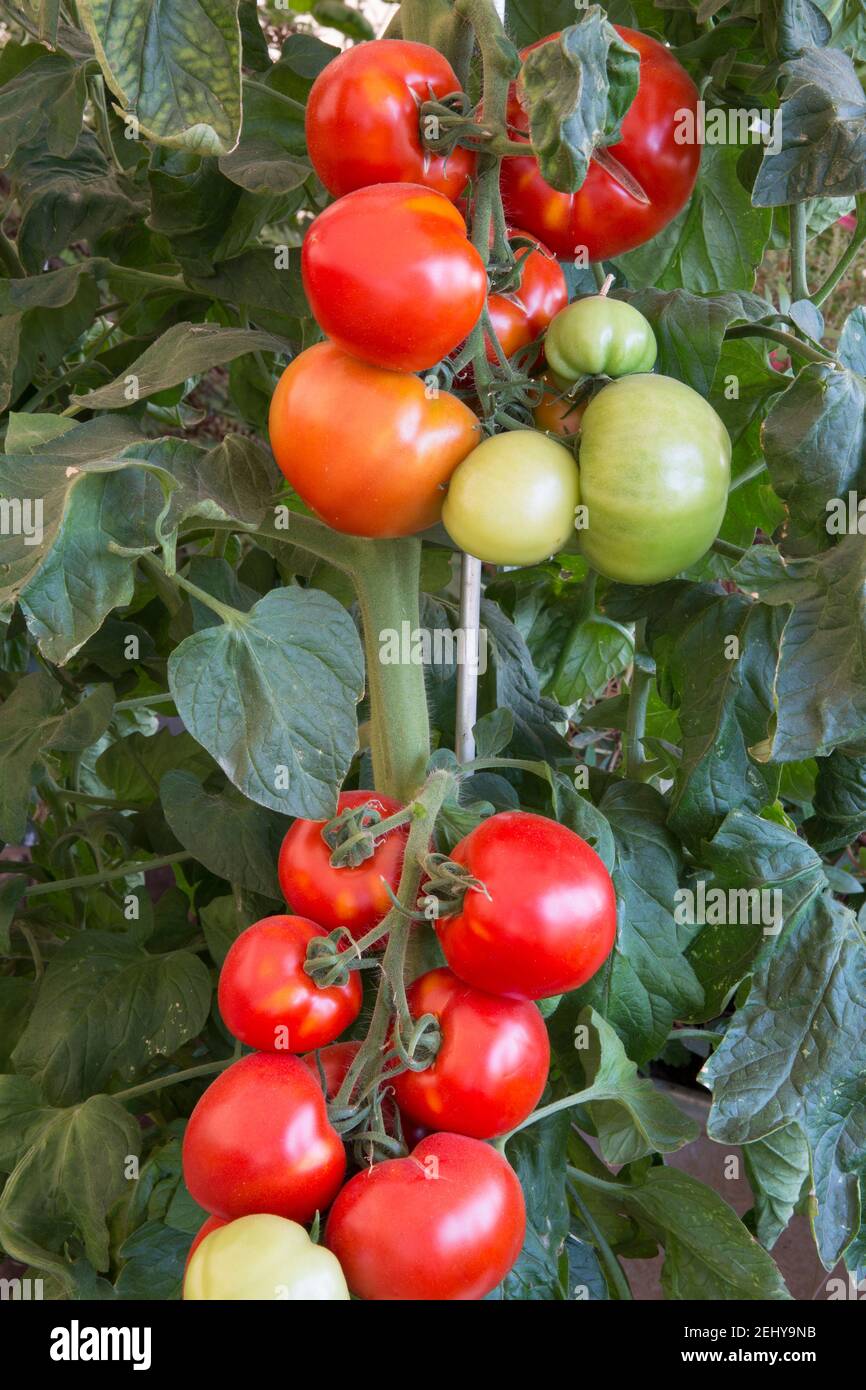 Blight resistant tomato Oh Happy Days ripening on the vine in summer - Medium Beefsteak variety growing in a greenhouse on allotment, England UK GB Stock Photo