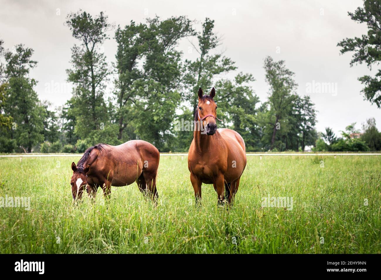 Horse family grazing on pasture. Mare and foal of thoroughbred horses in meadow after rain. Livestock of domestic animals Stock Photo