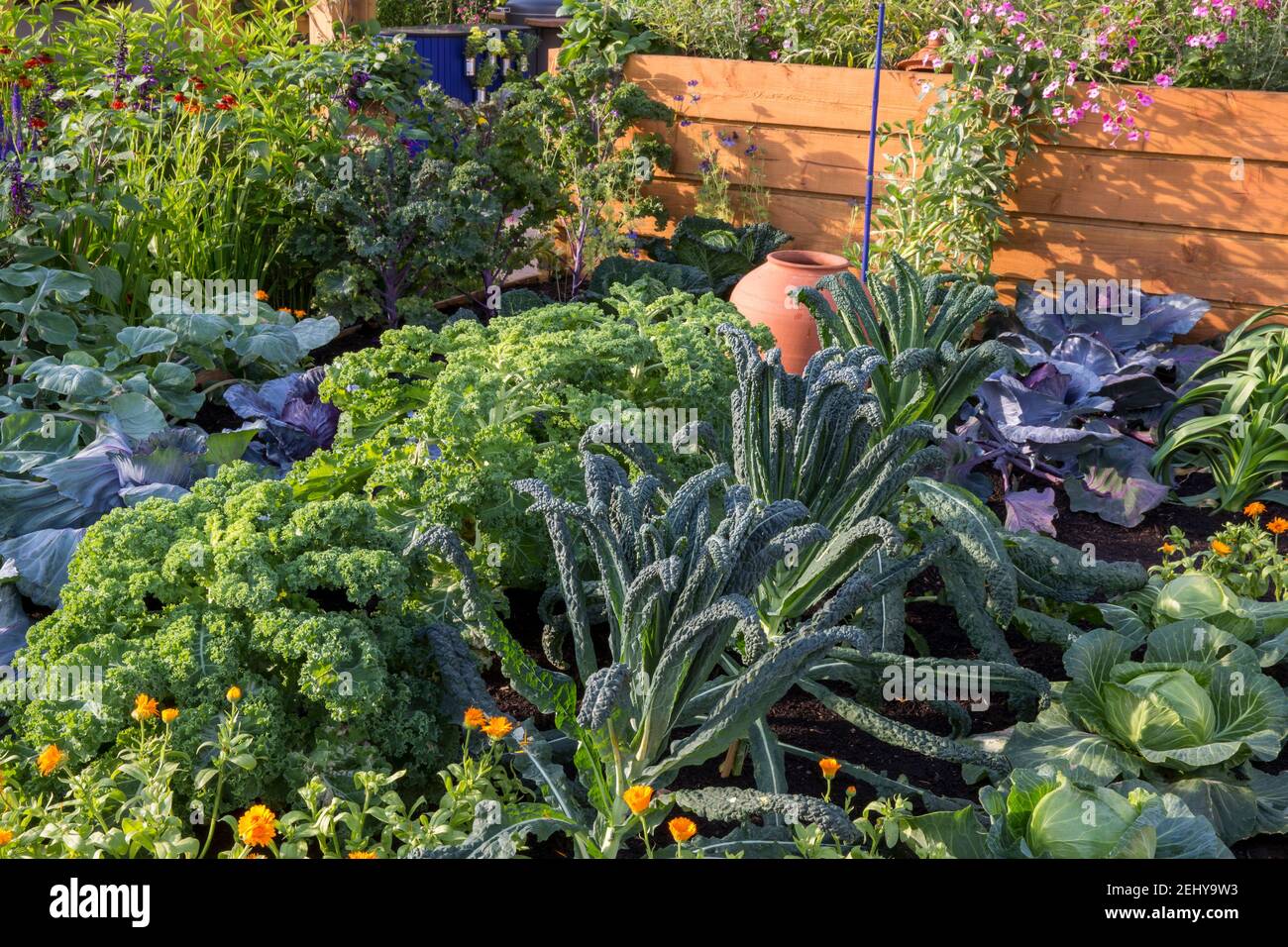 small organic kitchen vegetable garden with veg vegetables growing in rows - leeks red cabbages, kale nero de toscano and curly kale Summer England UK Stock Photo