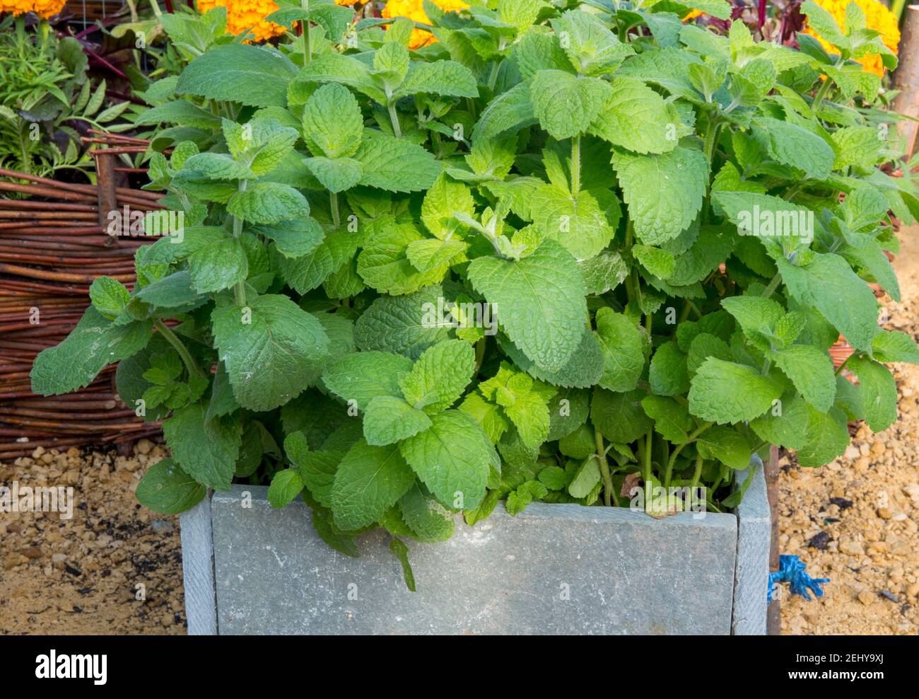 a small space saving organic herb garden with mint grown in old slate tiles made raised bed Stock Photo