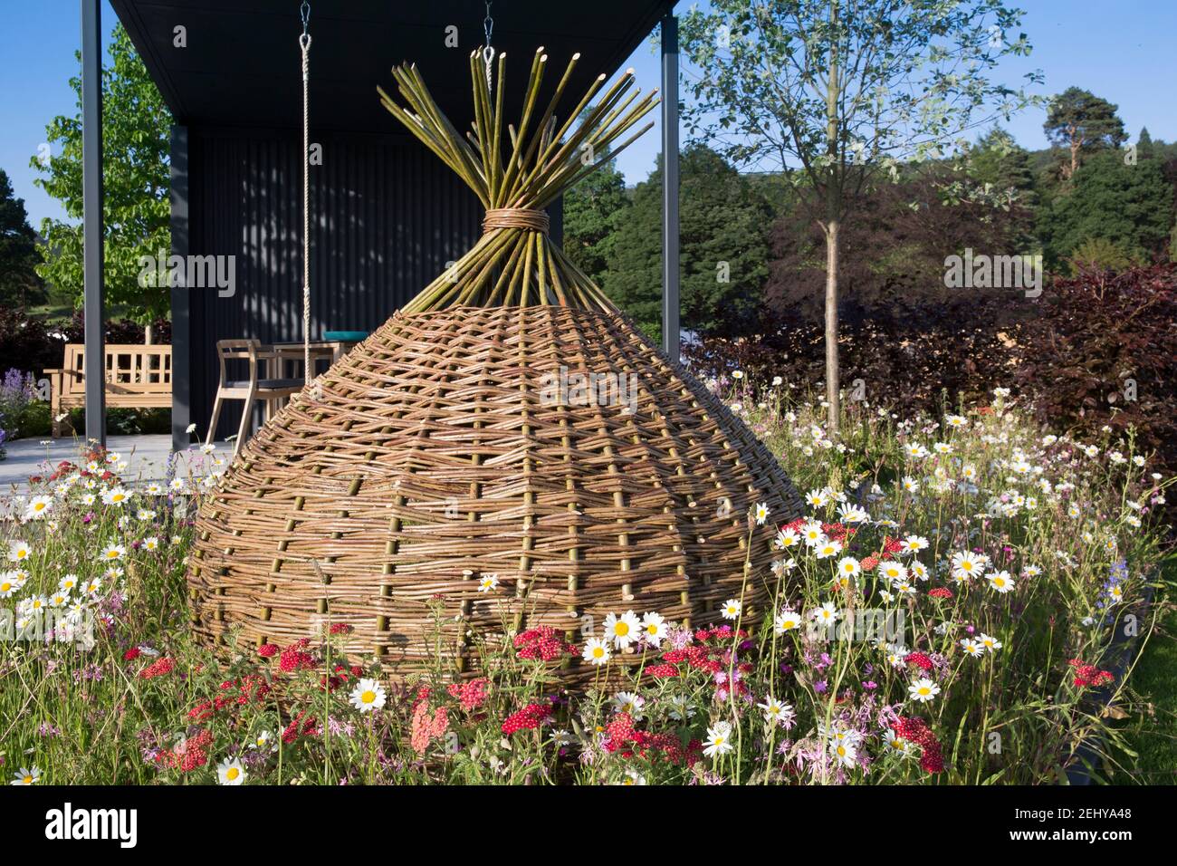 A woven willow garden den for children in a flower garden border planting with Leucanthemum x superbum Snowcap and Achillea millefolium England GB UK Stock Photo