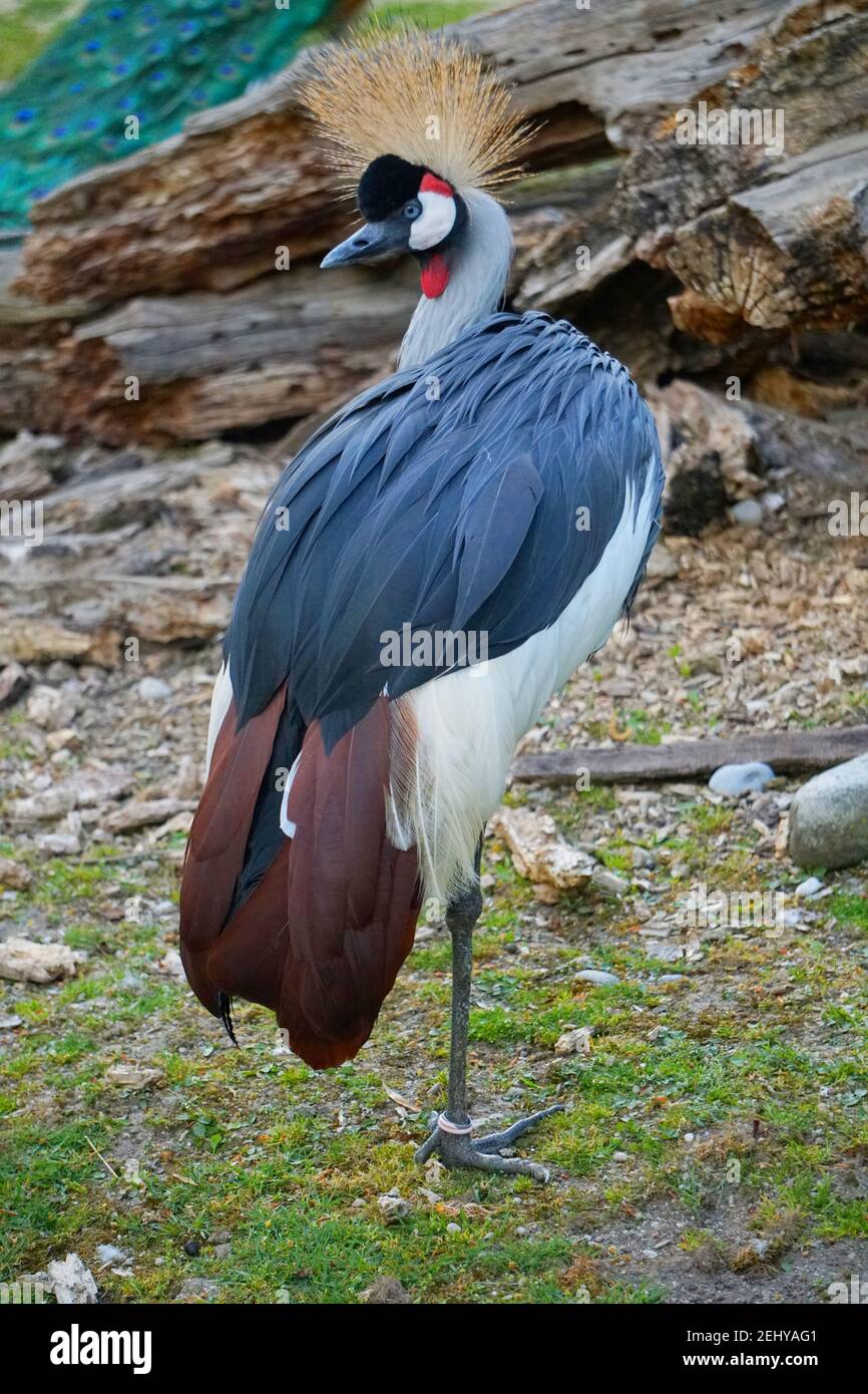 Crowned Bird standing on one leg Stock Photo Stock Images Stock Pictures Stock Photo Alamy