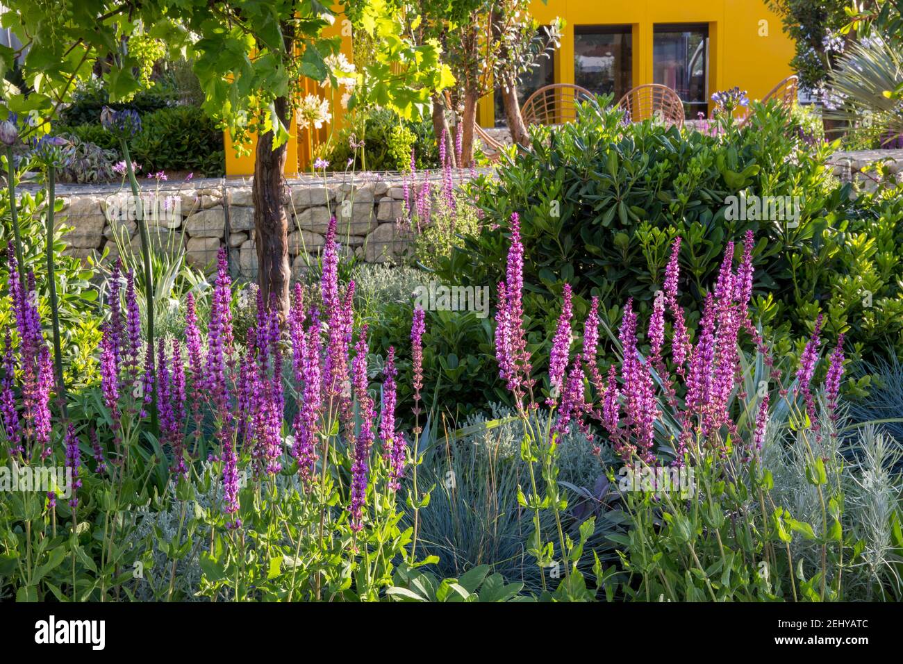 View towards home office studio in Mediterranean climate garden - planting of drought tolerant plants and Salvia nemorosa in the foreground England UK Stock Photo