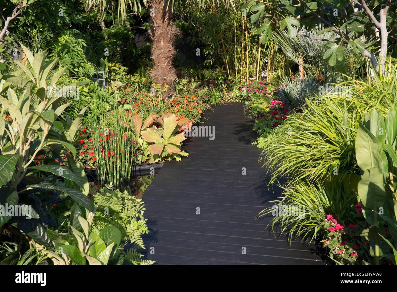 Modern tropical garden design black wooden deck decking with Busy Lizzie Imara in borders and tropical style planting with ferns Stock Photo