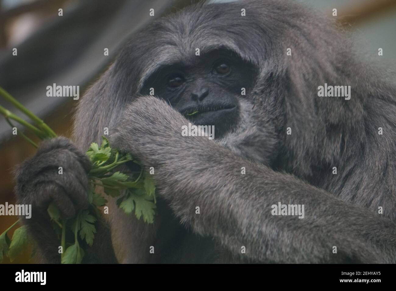Monkey Is Eating Leaves Stock Photo Stock Images Stock Pictures Stock Photo