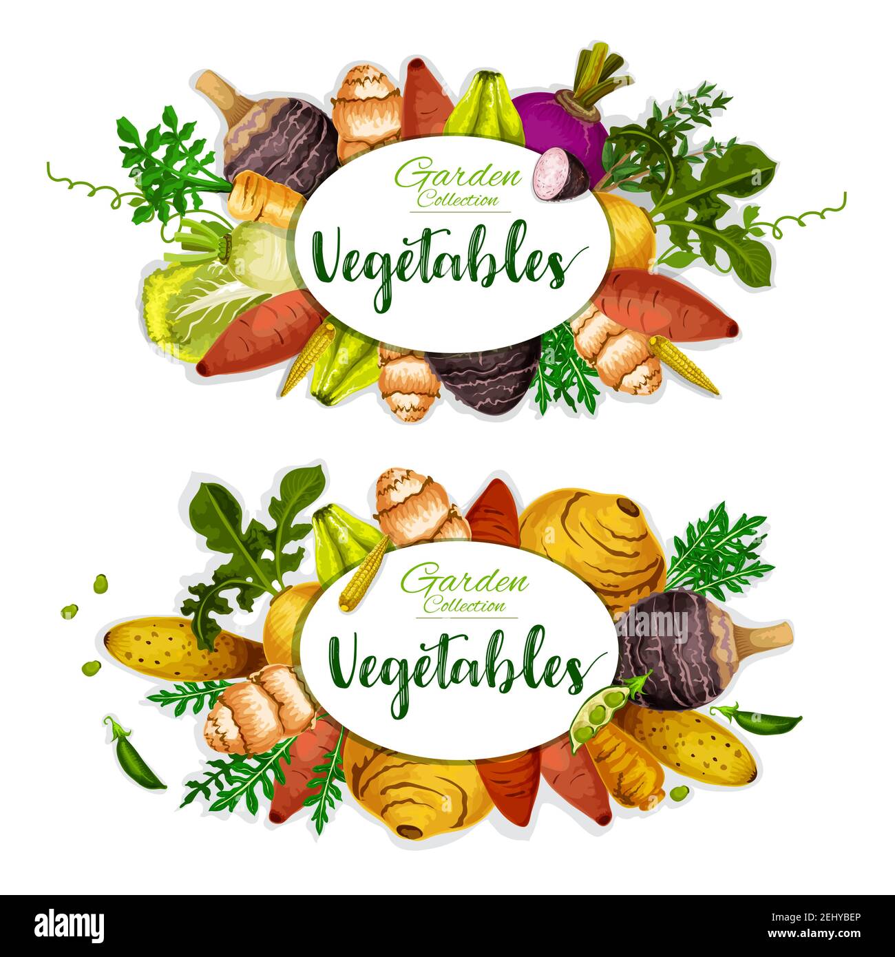 Exotic vegetables, bean and herbs vector posters with fresh veggies. Sweet potato, corn and yam, radish, turnip and celery, cassava, chayote and jerus Stock Vector