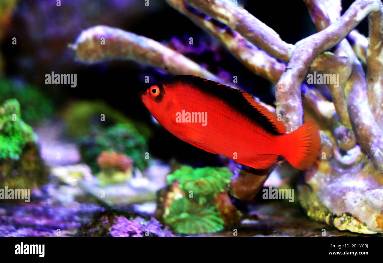 Red Brilliant Flame Hawkfish - (Neocirrhites armatus) Stock Photo