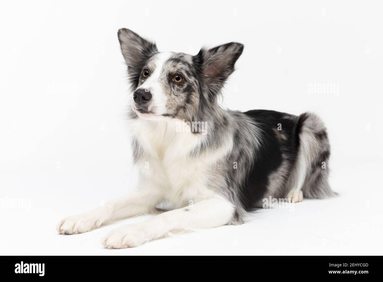 Border Collie dog cries after human voice command on a white background