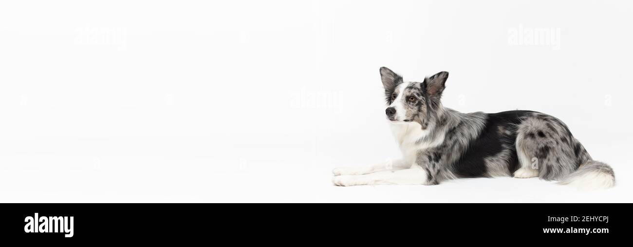 Border Collie dog cries after human voice command on a white background