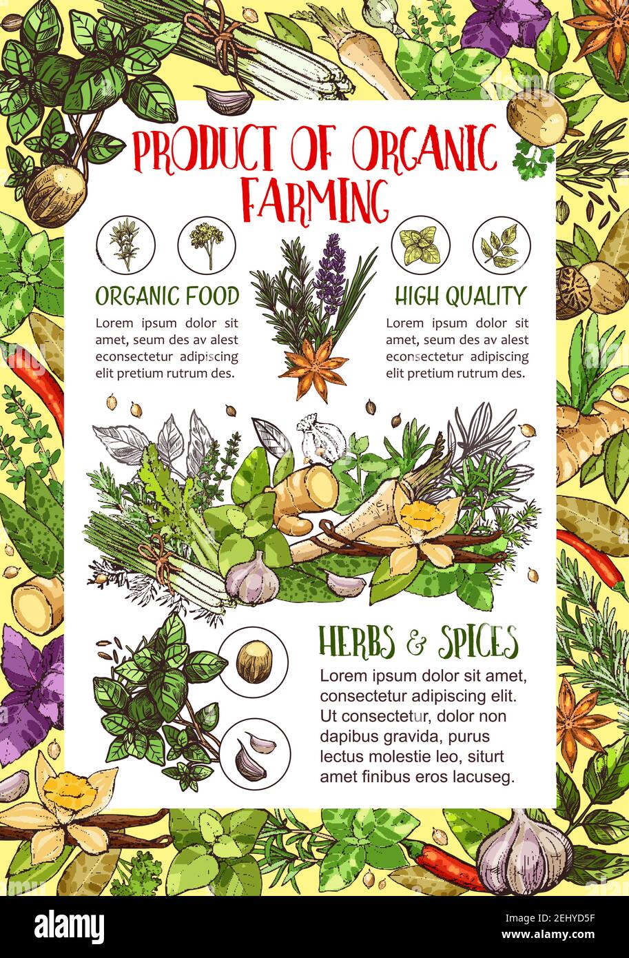Culinary herbs spices ginger chives Stock Vector Images - Alamy