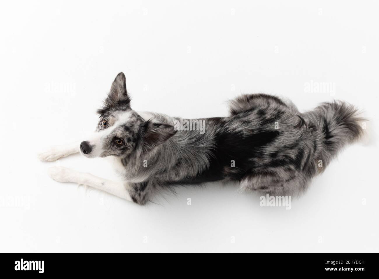 Border Collie dog cries after human voice command on a white background
