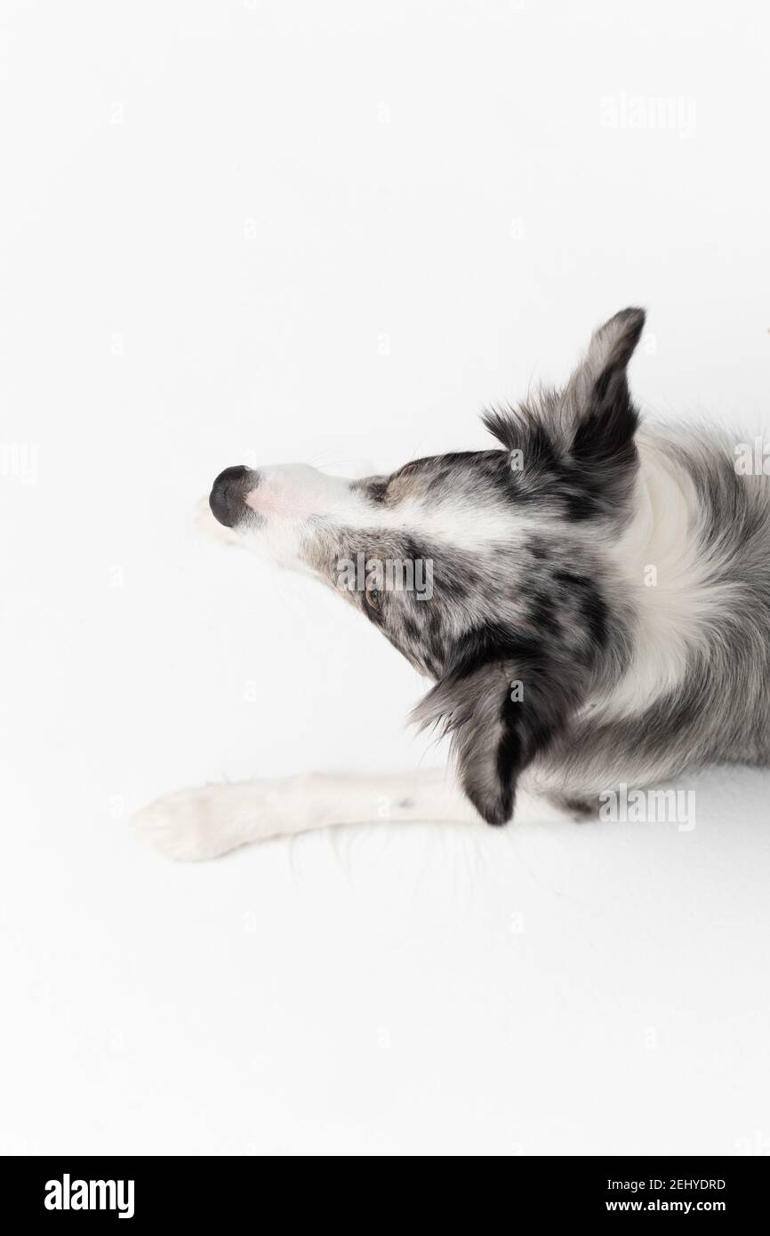 Border Collie dog cries after human voice command on a white background