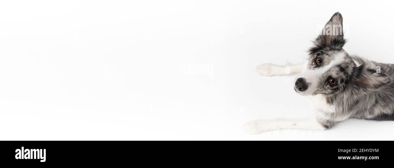 Border Collie dog cries after human voice command on a white background