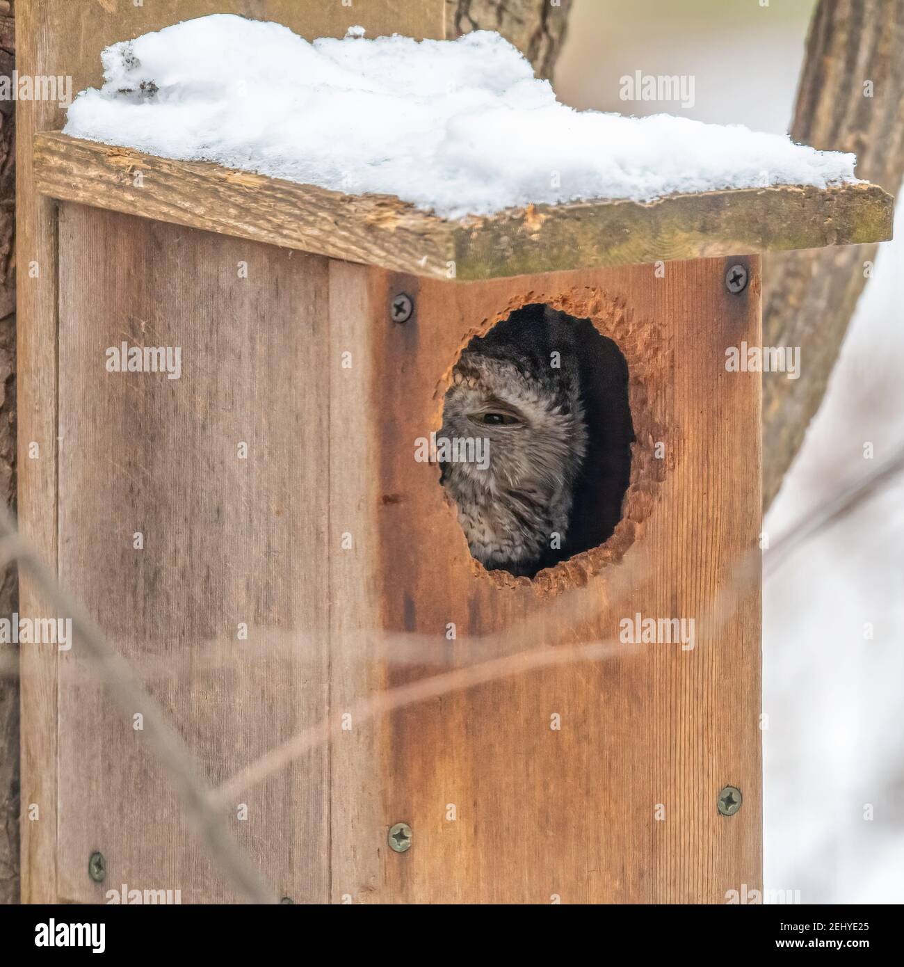 An adult gray morph Eastern Screech-Owl (Megascops asio) peers out of a snow covered birdhouse in the winter in Michigan, USA. Stock Photo