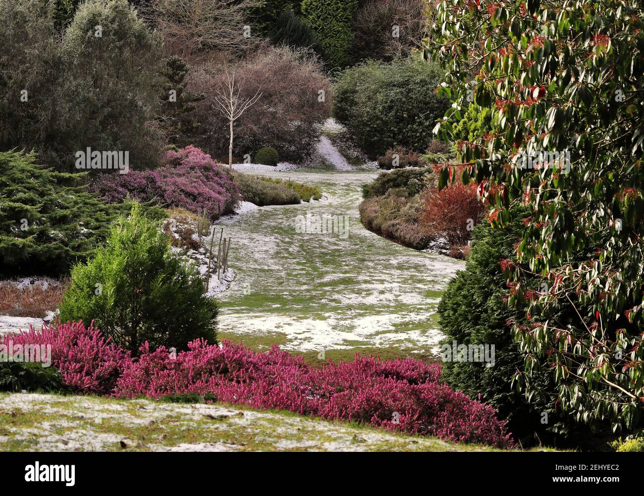 light snow covered english garden in winter with colourful heather Stock Photo